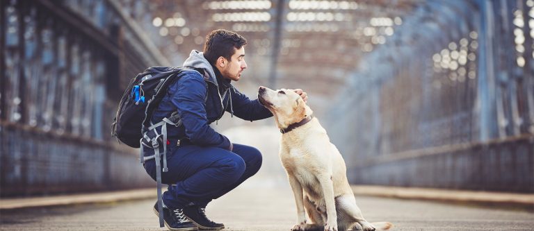 Resa med hund eller katt till Spanien · SpanienProffsen